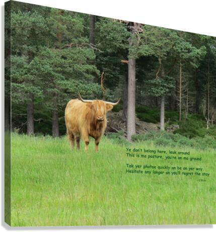 Scottish Bull - landscape Canvas Print
