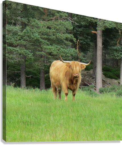 Scottish Bull - square Canvas Print