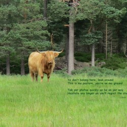Scottish Bull - landscape