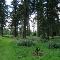 Glamis Castle Grounds