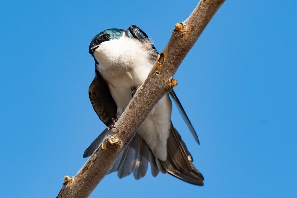 Tree Swallow Print