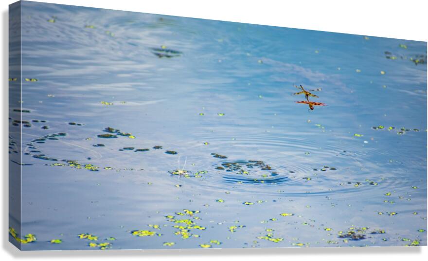 Dancing Dragonflys Canvas Print