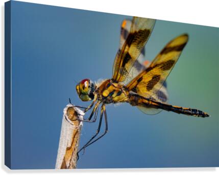 Dragonfly Macro Canvas Print