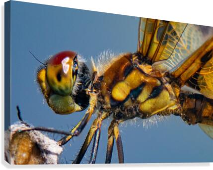 Dragonfly Macro Canvas Print