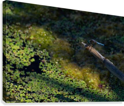 Dragonfly Macro Canvas Print