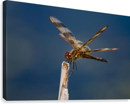 Dragonfly Macro Canvas Print