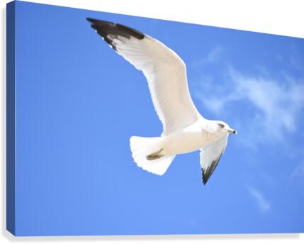 Seagull Overhead Canvas Print