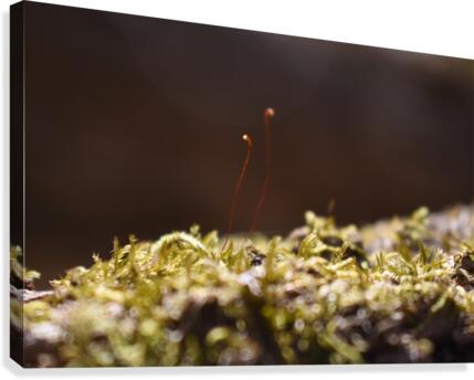 Macro Mushroom Canvas Print