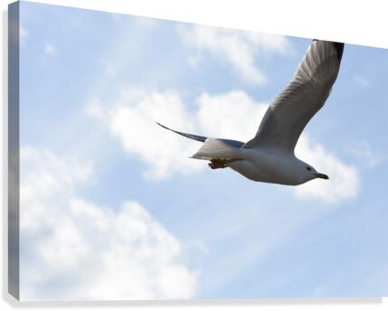 Flying Seagull Canvas Print