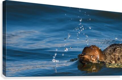Diving Merganser Canvas Print