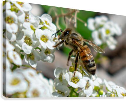 Pollinating Bee Canvas Print