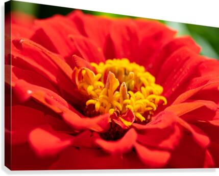 Red Flower Canvas Print