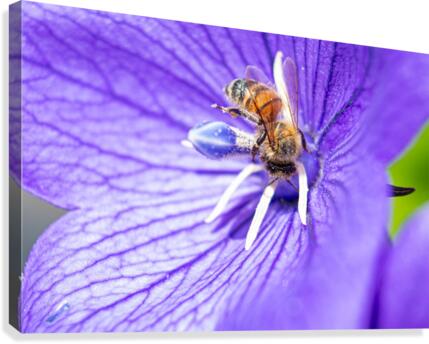 Pollinating Bee Canvas Print