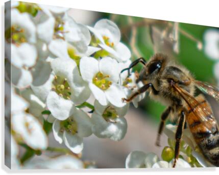 Pollinating Bee Canvas Print
