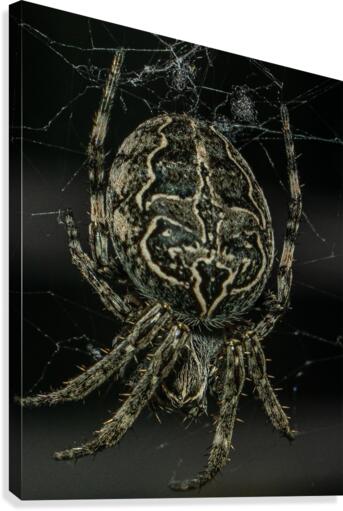 Macro Spider Canvas Print