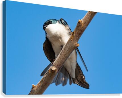 Tree Swallow Canvas Print