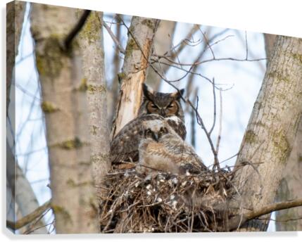 Owl Canvas Print