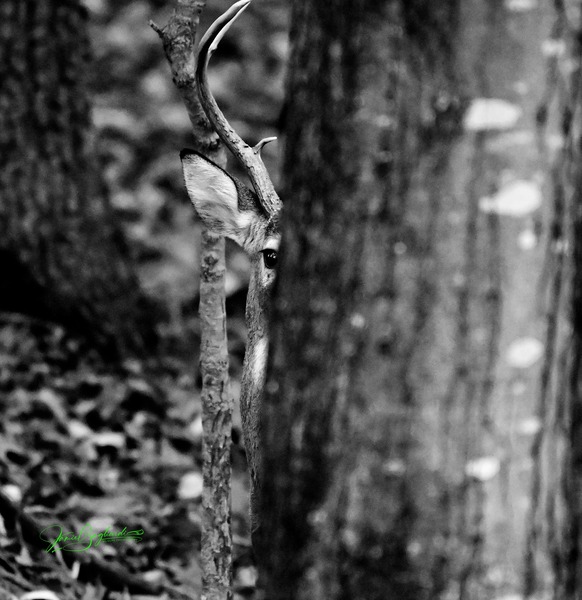 Hiding Deer 1 by jamiesart