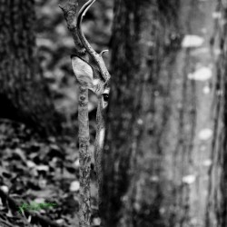 Hiding Deer 1