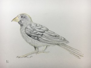 Bird