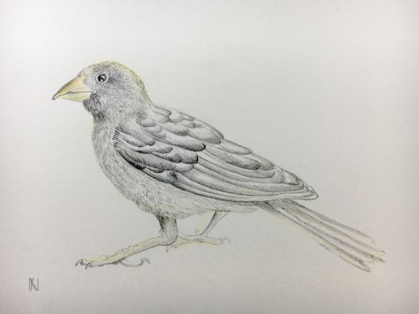 Bird Print