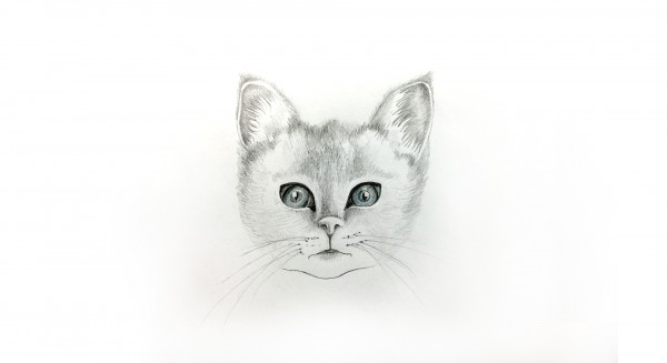 Cat Print