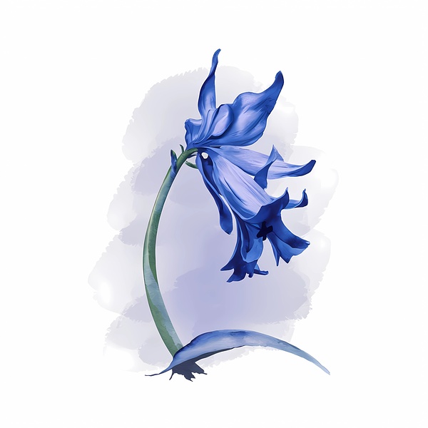 Bluebell Print