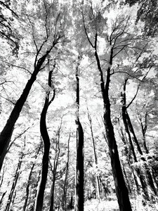 Pennsylvania Woods