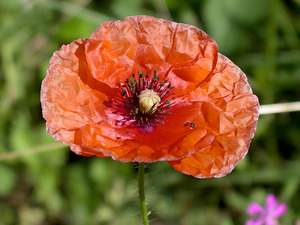 Poppy