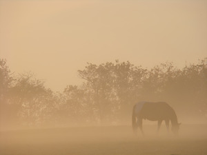 Misty Morning Grazing