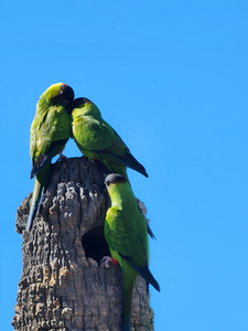 Nanday Parakeets
