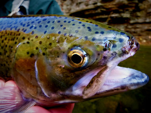 Steelhead Closeup