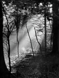 Morning Sunlight