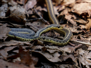 Garter Snakes