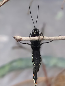 Butterfly Pullup