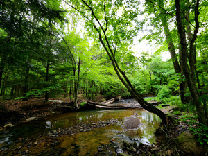 Laurel Run