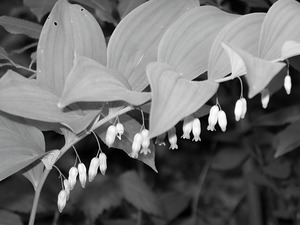 Solomon Seal