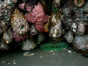 Tidal Pool 5
