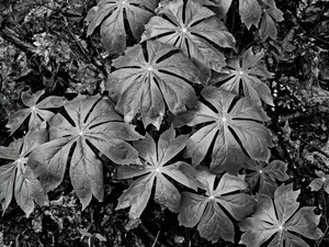 Mayapples