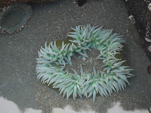 Sea Anemone