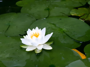 Water Lily 1