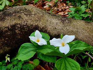 Trillium Duo