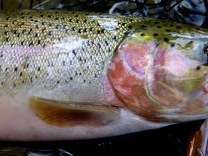 Trout Operculum