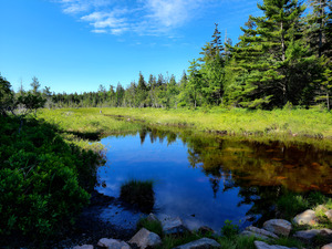 Acadia Wetland