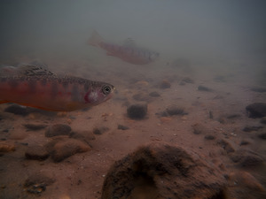 Shade Brook Trout Fave 1