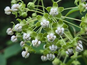 Poke Milkweed