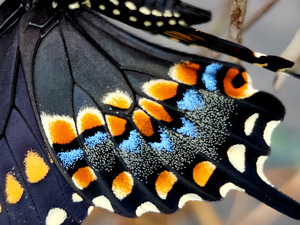 Black Swallowtail Closeup
