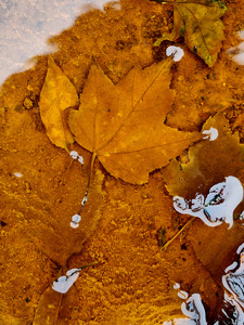 Red Maple Encased In Iron Oxide