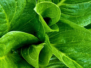 Skunk Cabbage Furls