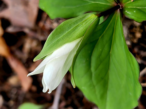 White Trillium Bud 1